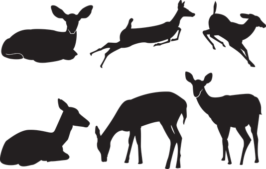 Hjort, Silhuett, Natur, Dyr, Vill