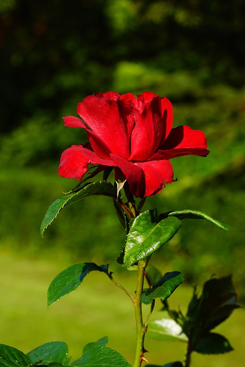 Ont Augmenté De Fleur Rouge Photo Gratuite Sur Pixabay