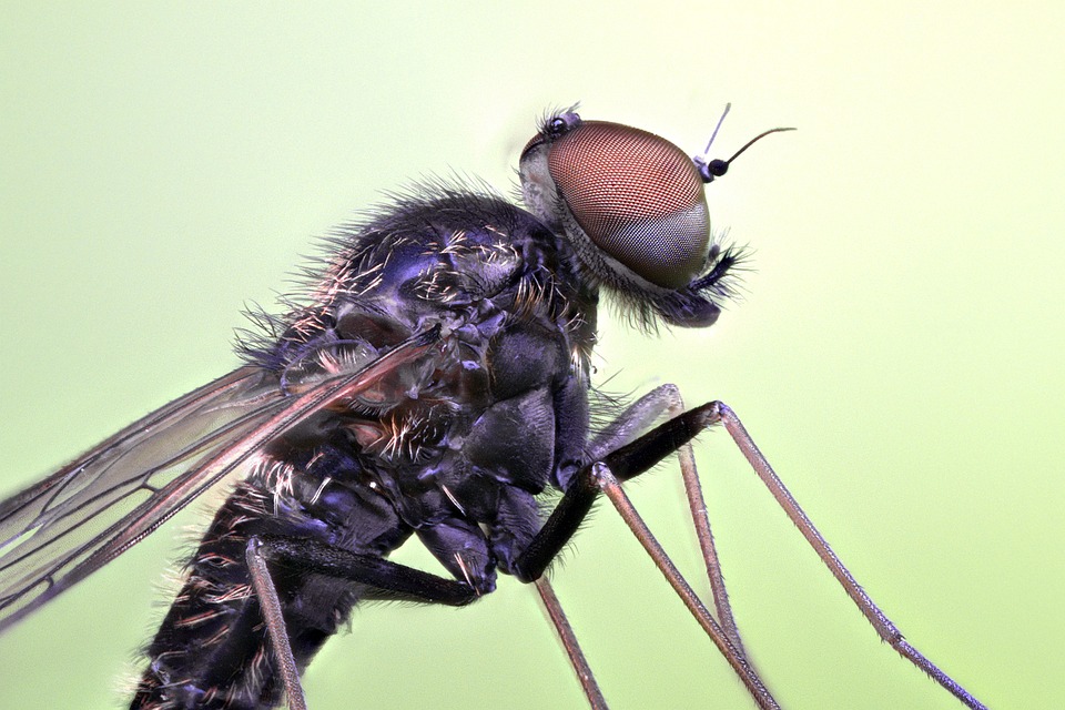 Macro Fly Insect Flying Macro Insect - Free photo on Pixabay