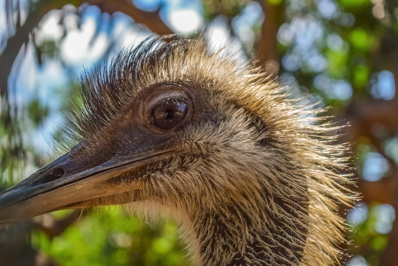 https://cdn.pixabay.com/photo/2019/06/23/08/14/ostrich-4293107_1280.jpg