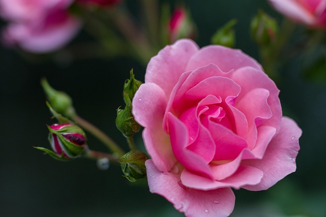 Rosa, Hermosas Flores, Tierno