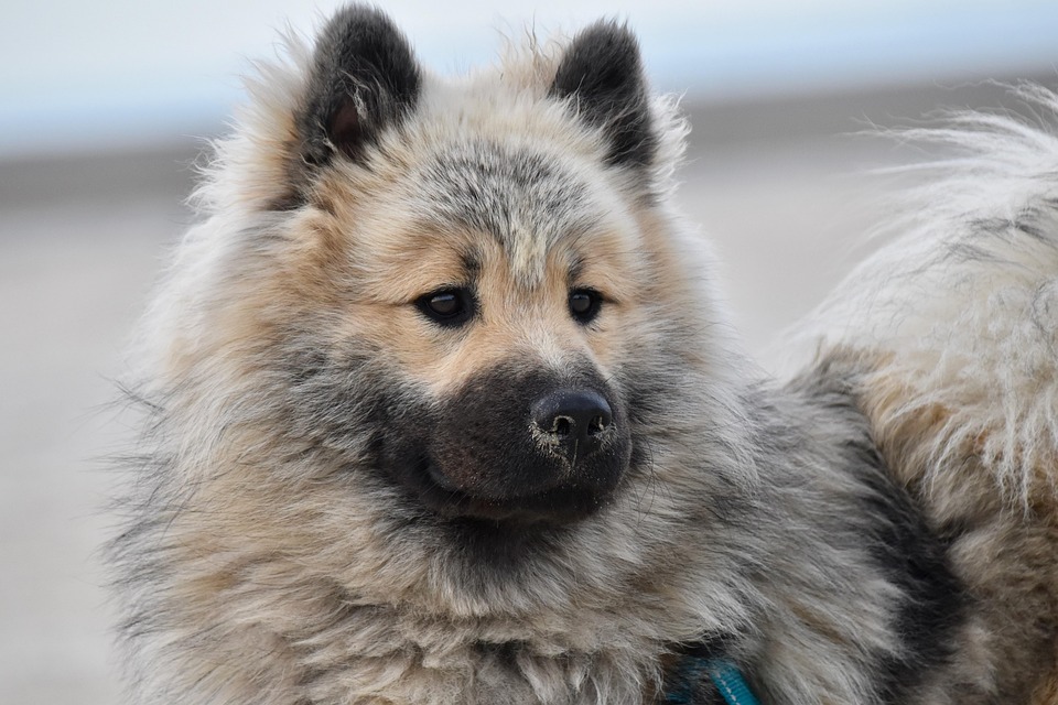 Dog Eurasier Animal Portrait - Free photo on Pixabay