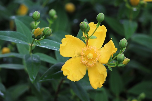 100,000+ Free Yellow Bushes & Nature Images - Pixabay
