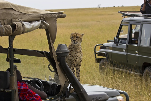 Tags Adskilt Af Komma Afrika, Masaimara