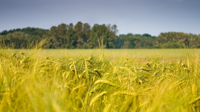 Free Grain Fields photo and picture