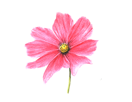 Kosmos, Blomst, Natur, Blomstre, Lyserød