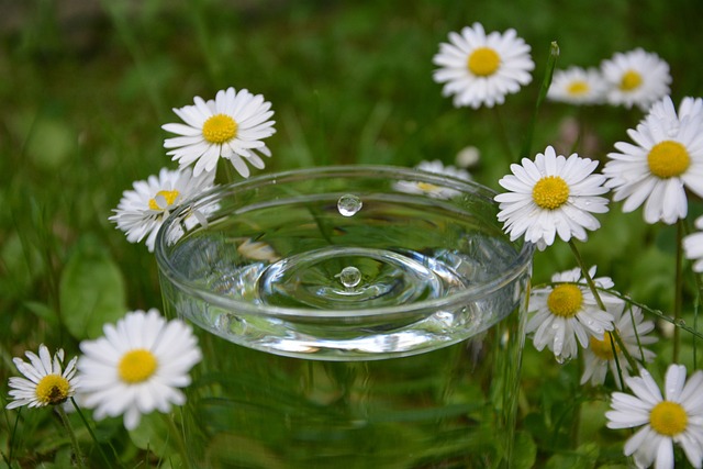 Free Water Drop Nature photo and picture