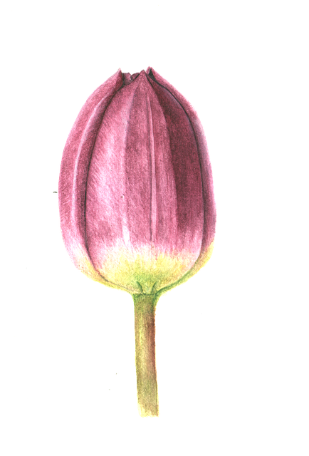 Tulipan, Blomst, Lilla, Flora, Plante