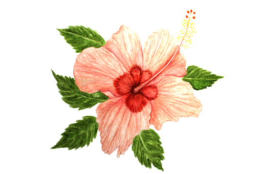Hibiscus, Blomst, Lyserød