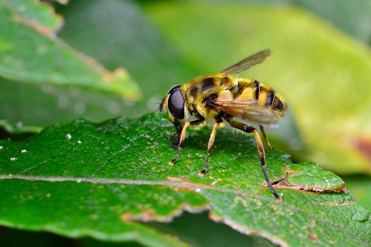 Hover Fly Insect Beetle - Free photo on Pixabay