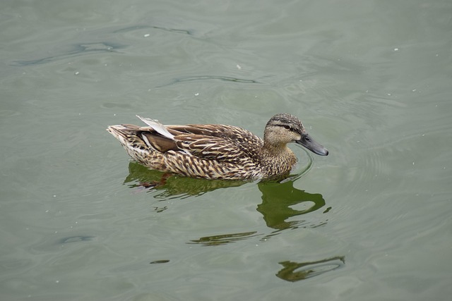 Free Duck Water photo and picture