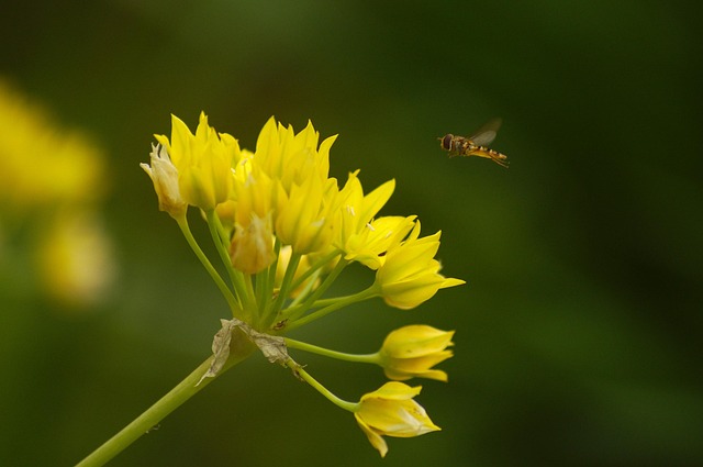Free Allium Moly Hoverfly photo and picture