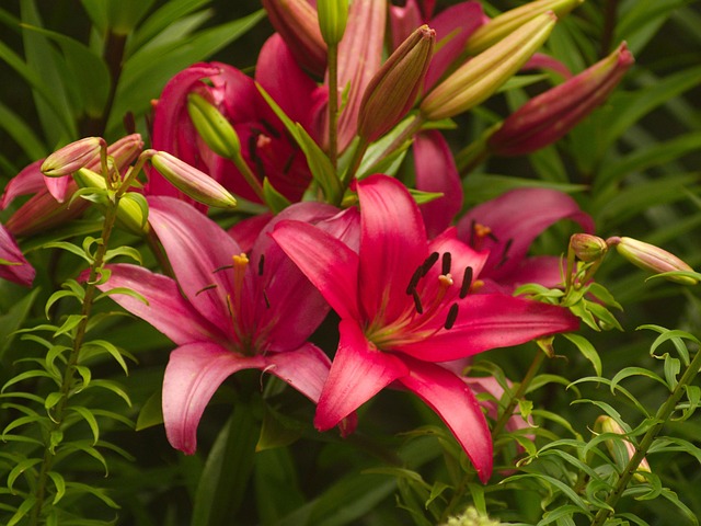 Free Lily Pink photo and picture