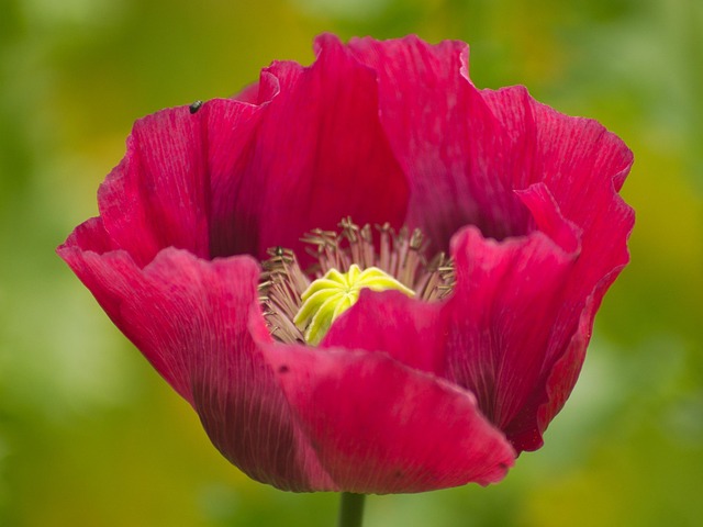 Free Poppy Flower photo and picture