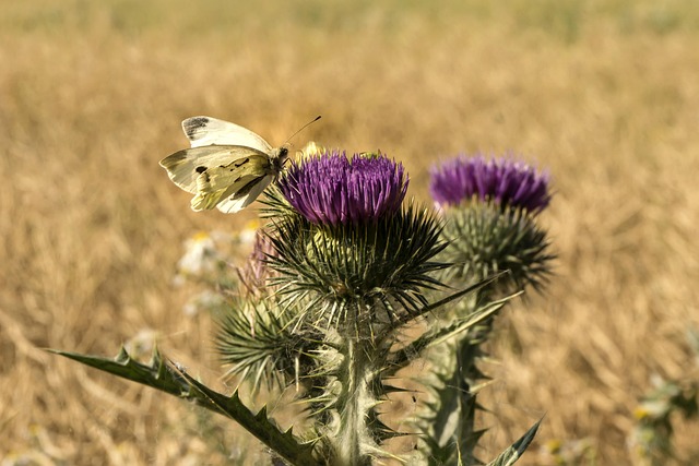Schmetterling, Distel, Feld, Insekt