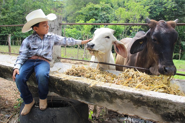 Free Animals Cowboy photo and picture