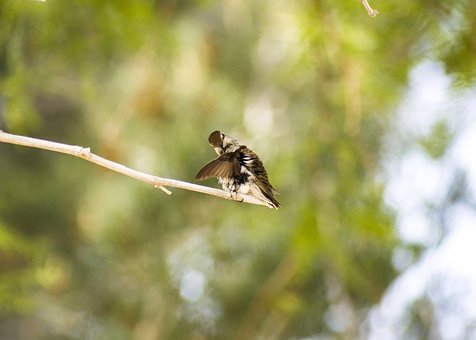 Free Hummingbird Wings photo and picture