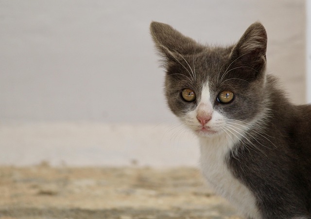 Katze, Nahaufnahme, Haustier, Natur
