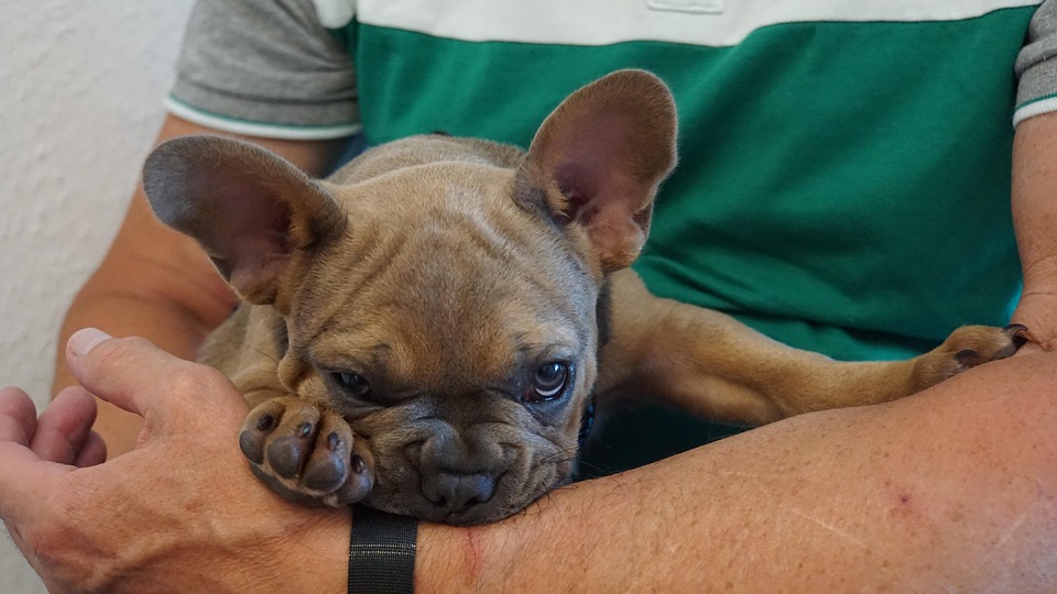 Anak Anjing Bulldog Perancis Di Foto Gratis Di Pixabay