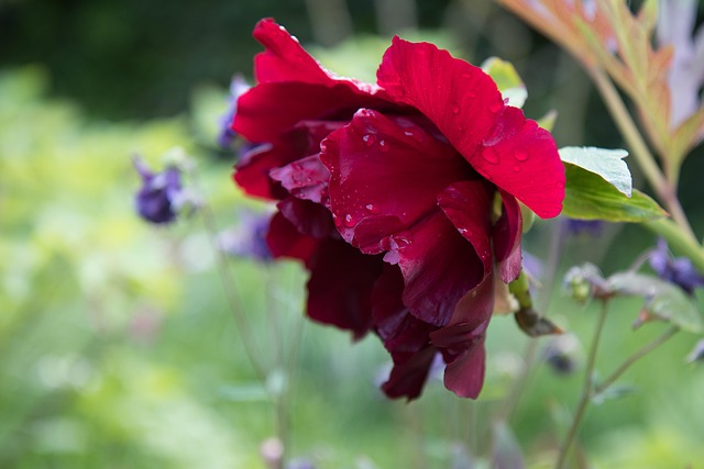 Pæon, Blomst, Blomstre, Sommer