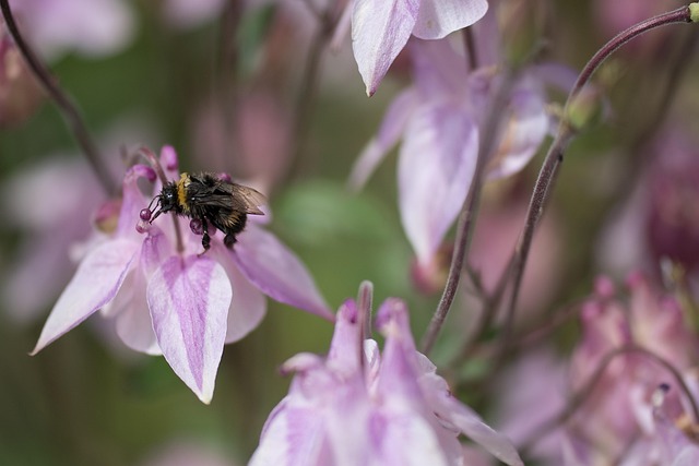 Humlebi, Blomstre, Insekt, Bestøvning