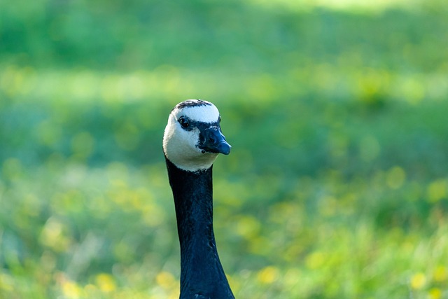 Free Goose Bird photo and picture