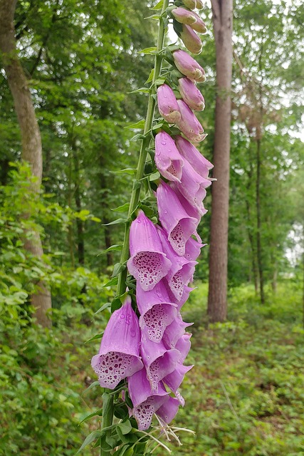 Δακτυλήθρα, Κόκκινο Foxglove