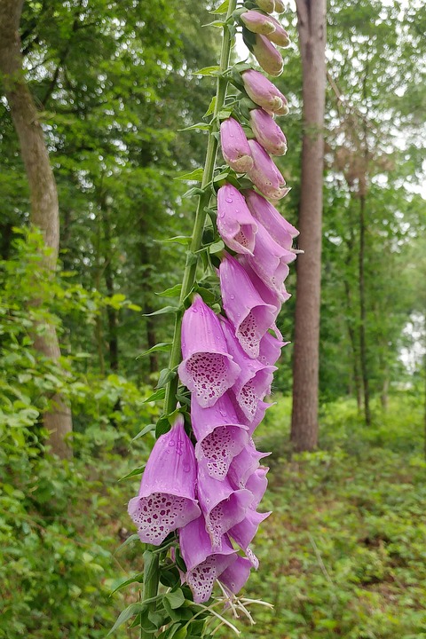 Thimble, Common Foxglove, Digitalis Purpurea