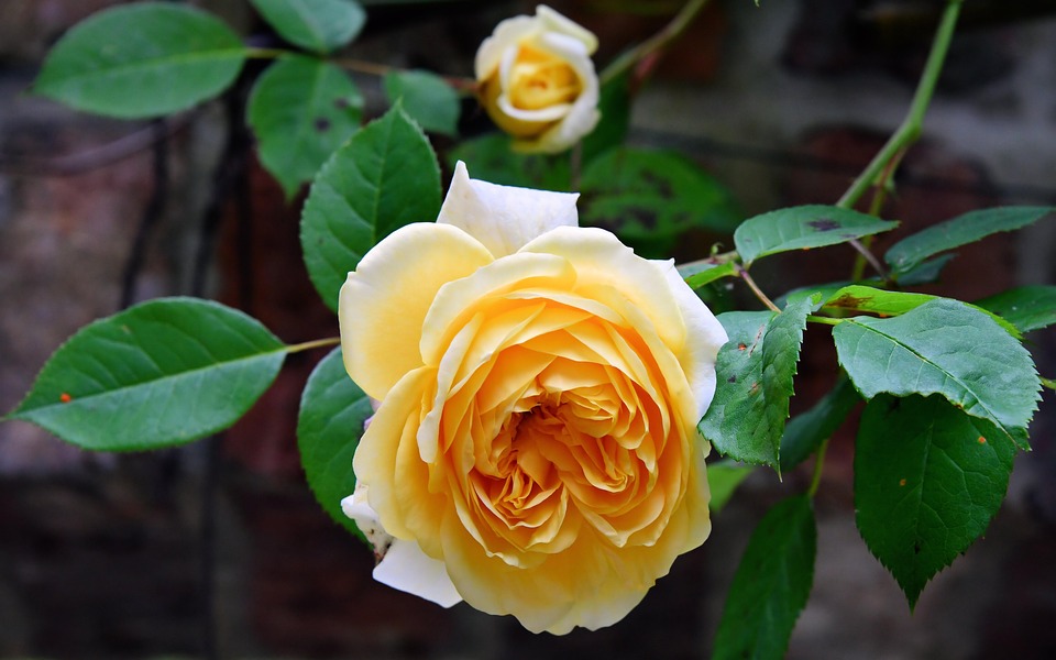 Rose Blatter Gelb