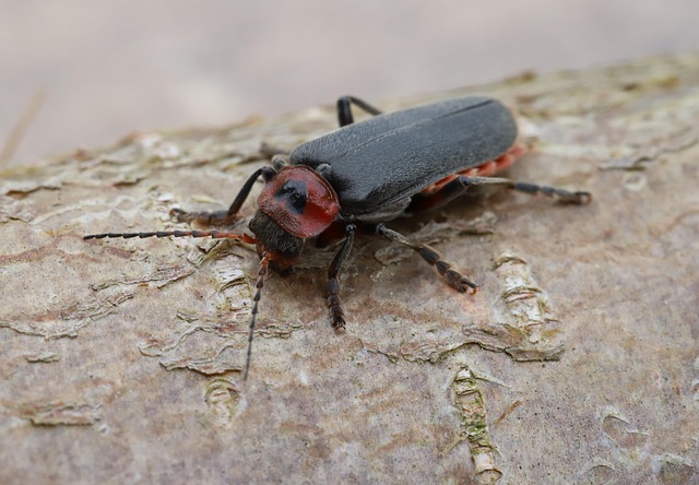 Free Macro Nature photo and picture