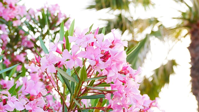 Bunga Bunga-Bunga Merah Jambu - Foto gratis di Pixabay - Pixabay