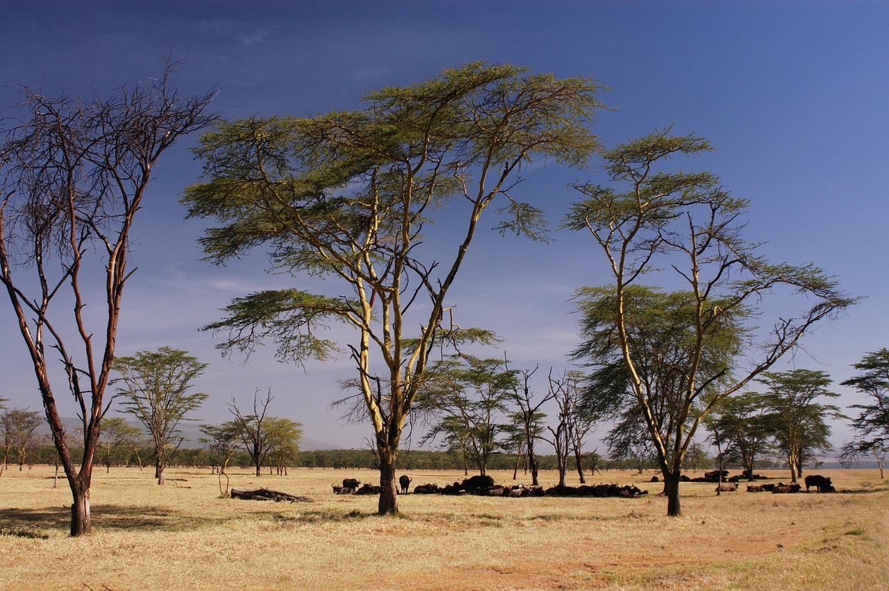 Africa - free online jigsaw puzzle photo