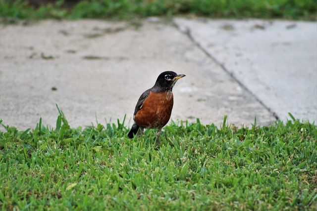 Free Bird Sidewalk photo and picture