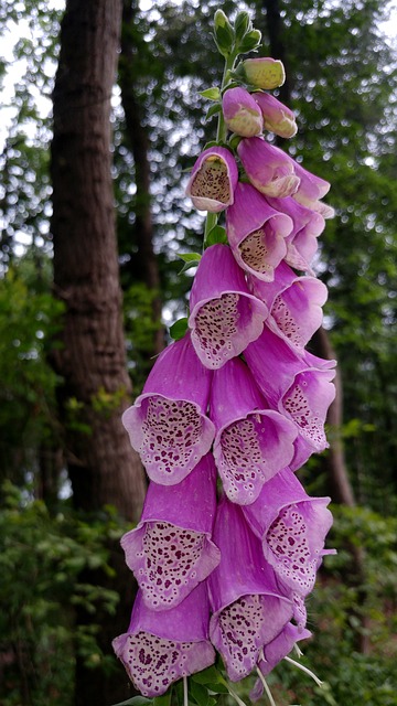 Δακτυλήθρα, Κόκκινο Foxglove