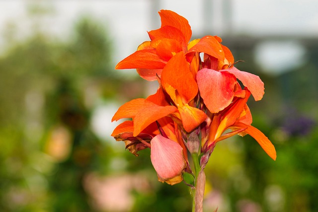 Blume, Orange, Natur, Blüte