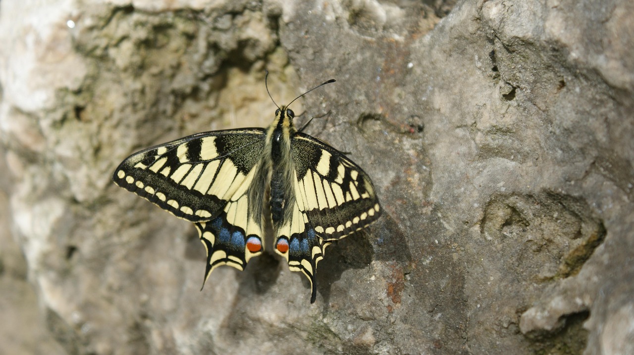 Queen Page - free online jigsaw puzzle photo