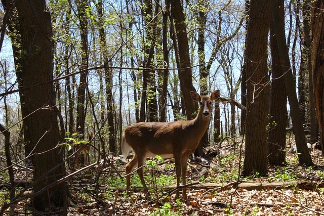 Free Deer Forest photo and picture