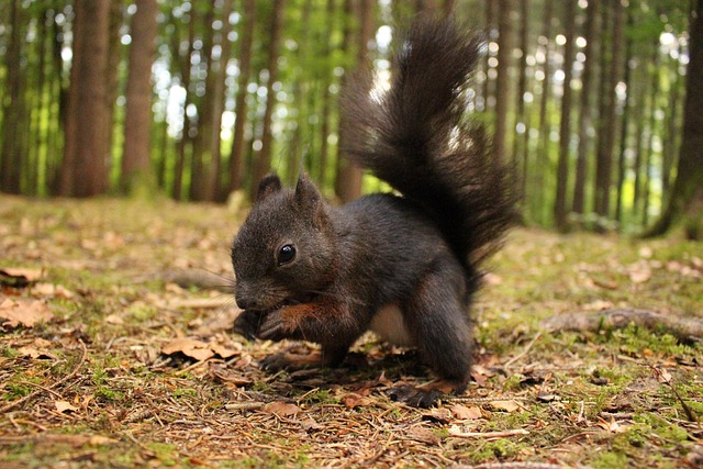 Eichhörnchen, Wald, Niedlich, Nagetier