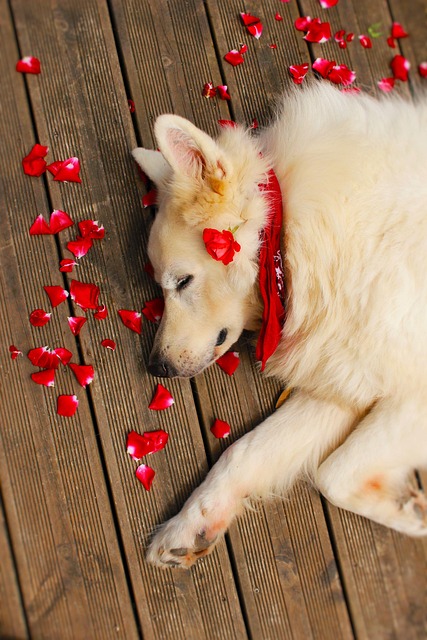 Free White Dog Dog photo and picture