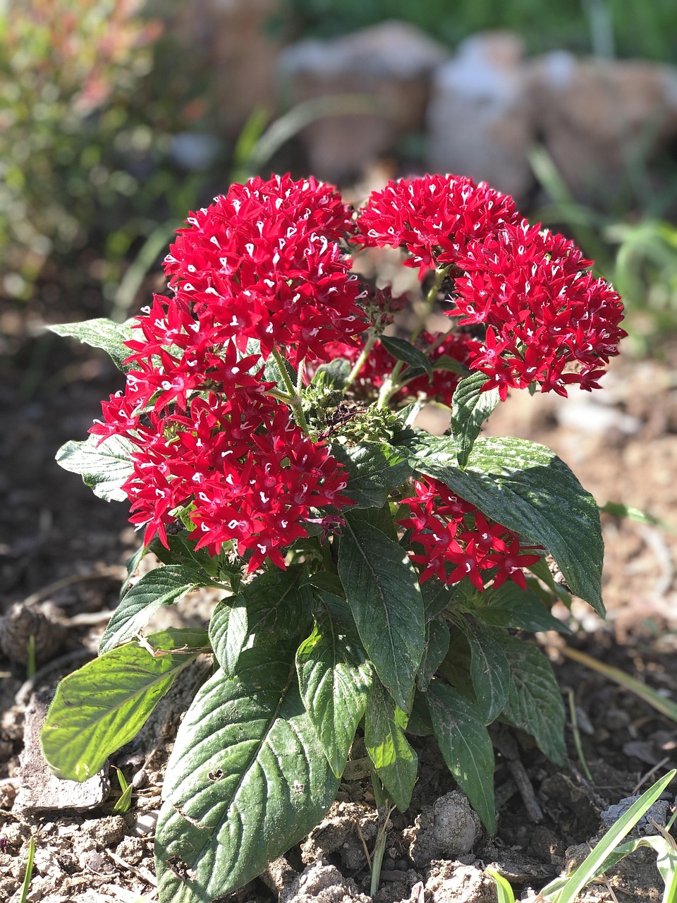 Fleurs Rouges Populaires Fleur Rouge L'Été - Photo gratuite sur Pixabay - Pixabay