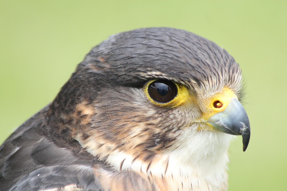 Turmfalke, Vogel, Beute, Falknerei, Raubtier, Jagd