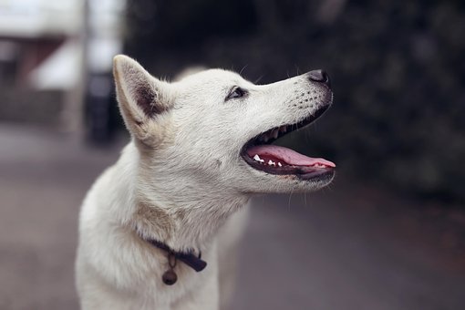 Джемпер мужской oodji цвет белый синий.