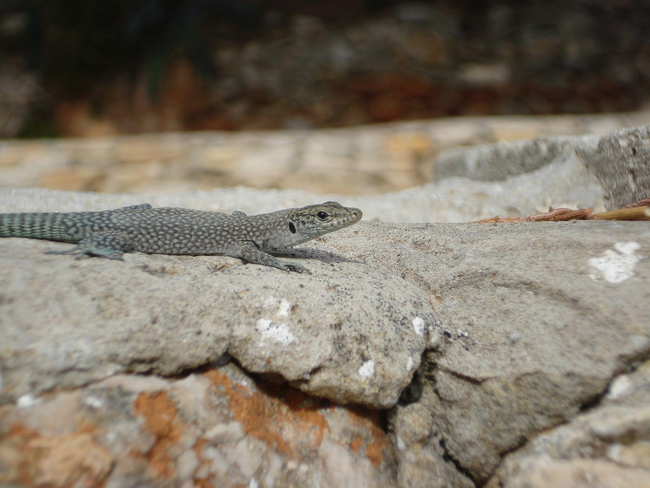 Lizard Stone Lizard Stone Reptile - Free photo on Pixabay - Pixabay