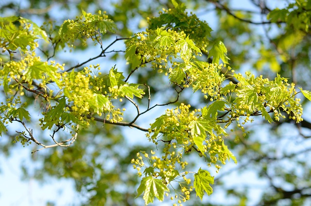 Blomster, Ahorn, Blomst Baggrund, Natur