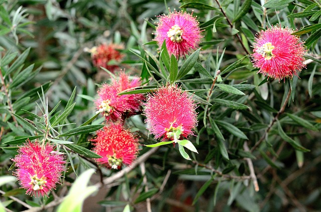 Callistemon, Blomst, Plante, Rød, Fluffy