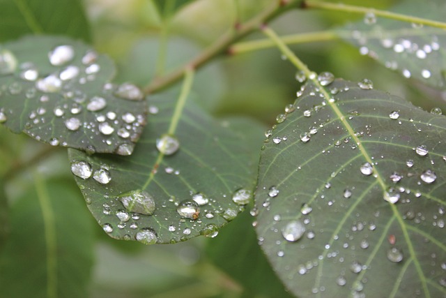 Bladeren, Regen, Regendruppels, Natuur
