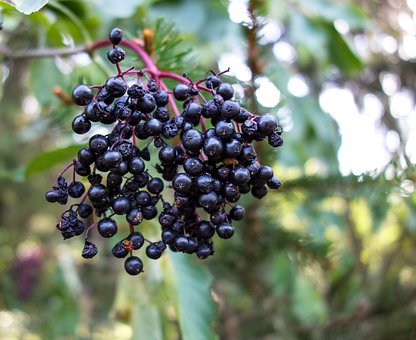 Free Elder Elderberry Shrub photo and picture