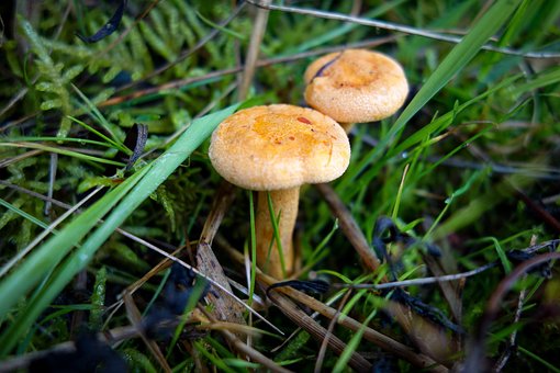 Free Mushrooms Mushroom photo and picture