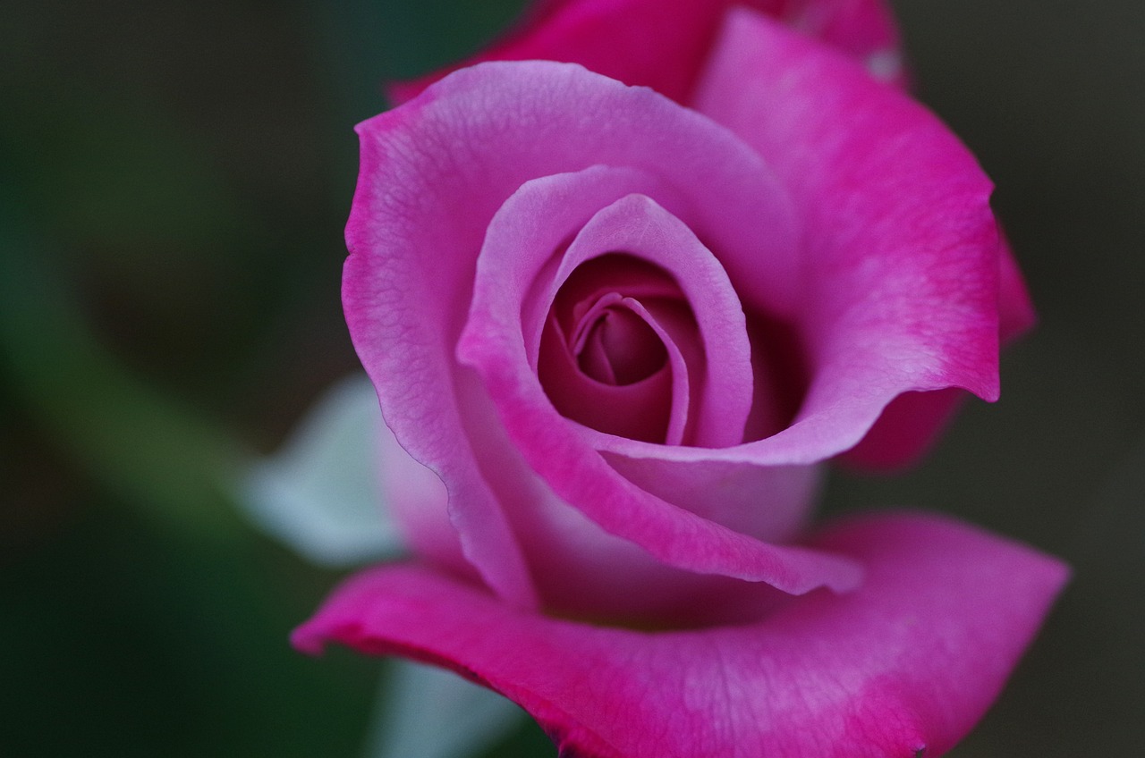 Flor Rosa Escuro - Foto gratuita no Pixabay