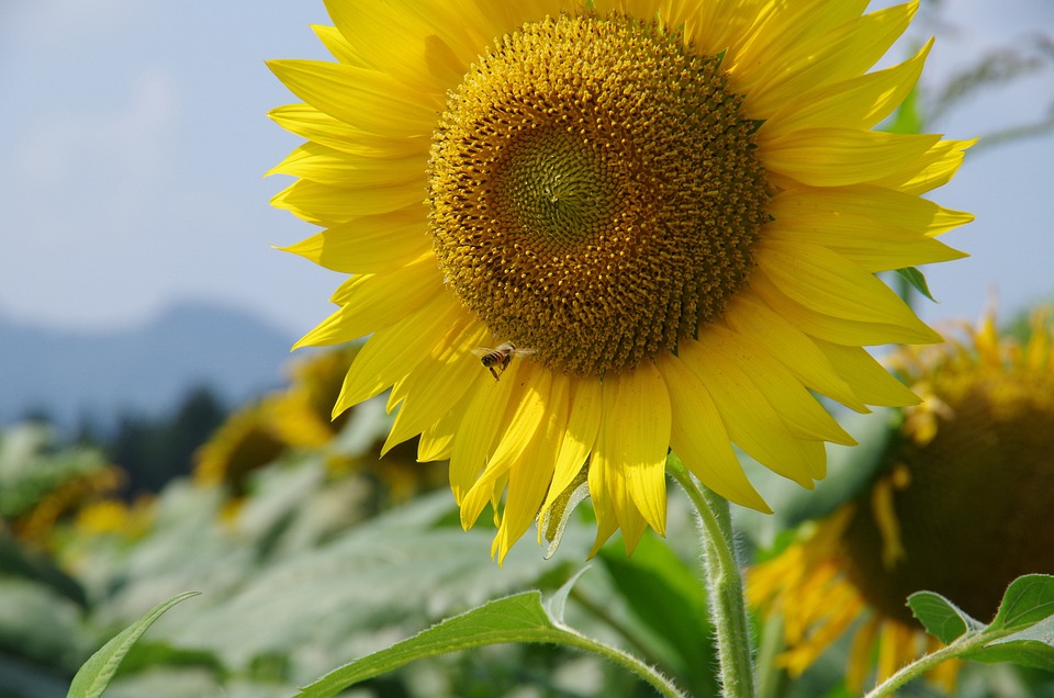 向日葵 花 黄色 - Pixabay上的免费照片 - Pixabay